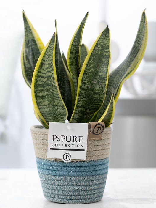 <h4>Sansevieria Trif. "Futura Superba" in P&PURE Fashionpot Valerie</h4>
