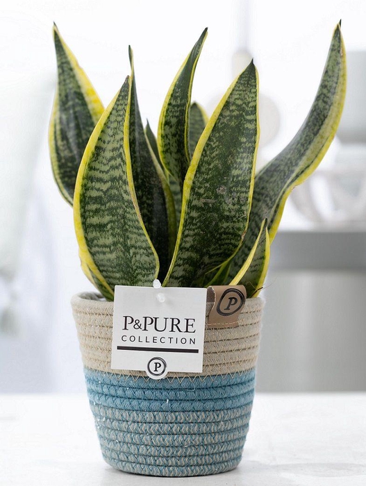 <h4>Sansevieria Trif. "Futura Superba" in P&PURE Fashionpot Valerie</h4>
