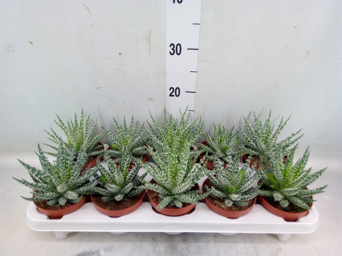 <h4>Aloe humilis</h4>