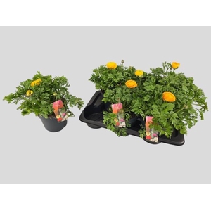 RANUN VORTEX GOL YEL