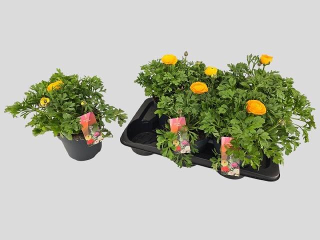 <h4>RANUN VORTEX GOL YEL</h4>