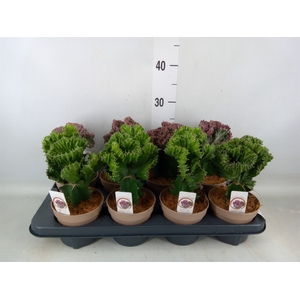 Euphorbia   ...mix