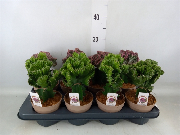 <h4>Euphorbia   ...mix</h4>