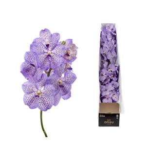 Vanda Mauve Spot X4