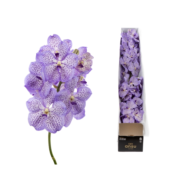 <h4>Vanda Mauve Spot X4</h4>