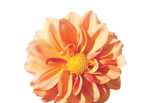 DAHLIA CARMEN 070 CM
