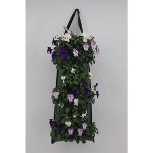 Viola corn. 'Evo Mini'   ...mix