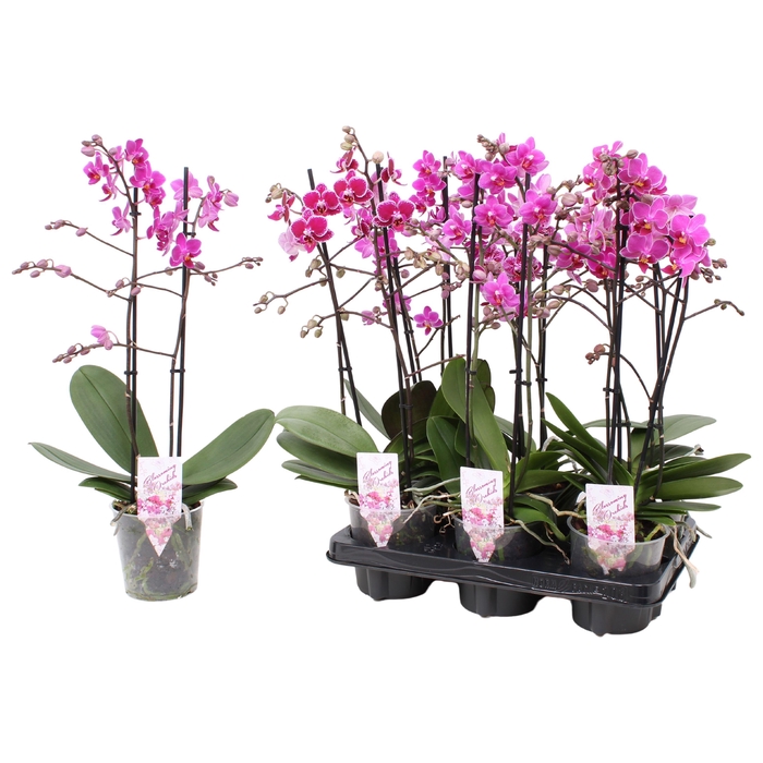 <h4>Phal. Multiflora 2-tak "Paarse tinten"</h4>