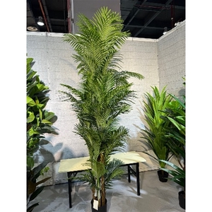 Plant Areca4 palm 240cm in pot green