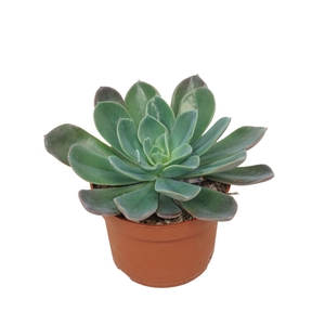 Echeveria Blue Prince