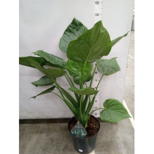 Alocasia cucullata