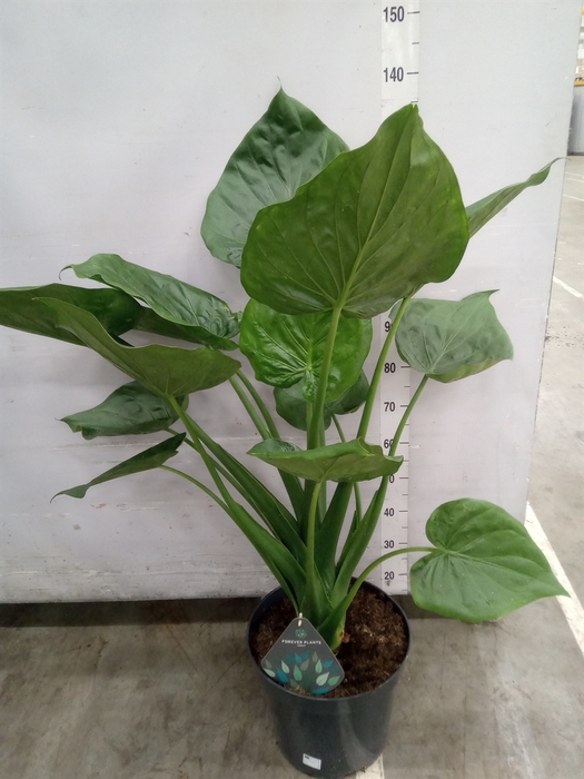 <h4>Alocasia cucullata</h4>