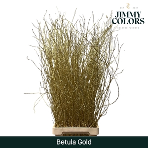 Betula L120 Mtlc. Gold
