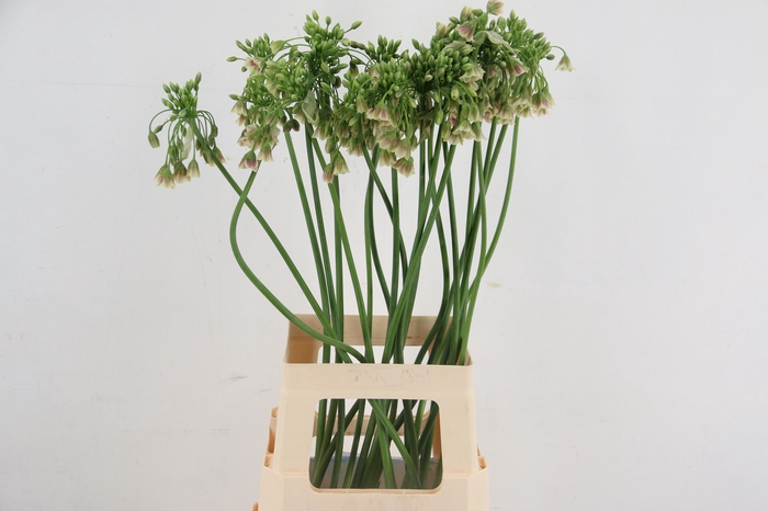 <h4>NECT SICULUM BULGAR</h4>
