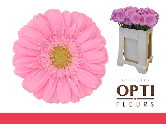 <h4>Germini Kirstey Water</h4>