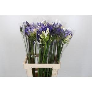 Agapanthus Mix