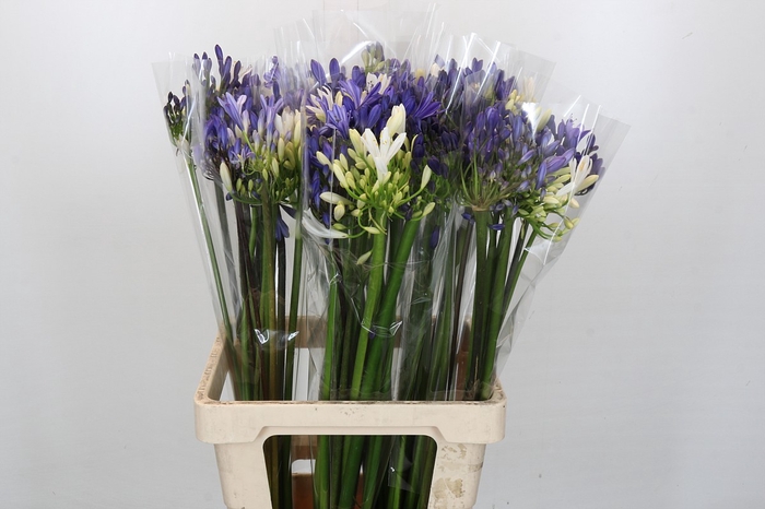<h4>Agapanthus Mix</h4>