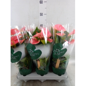 Anthurium andr. 'Sweet Dream'