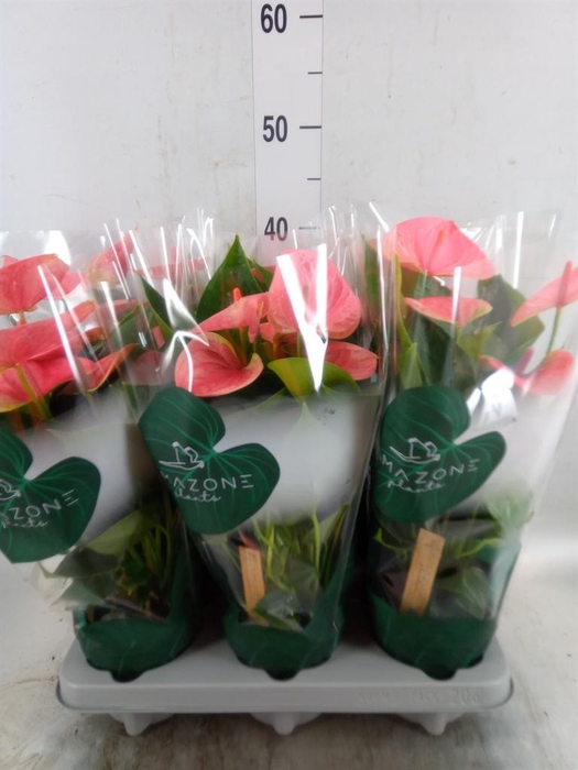 <h4>Anthurium andr. 'Sweet Dream'</h4>