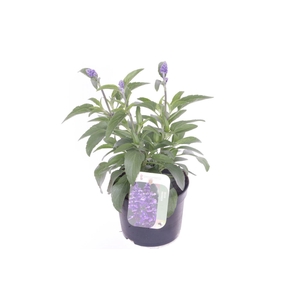 Salvia farinacea
