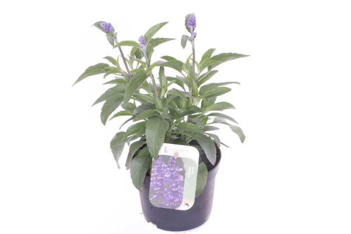 <h4>Salvia farinacea</h4>