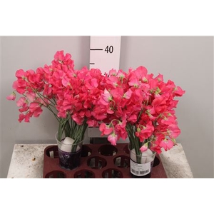 Lathyr Parfum Coral
