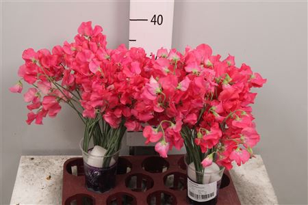 <h4>Lathyr Parfum Coral</h4>