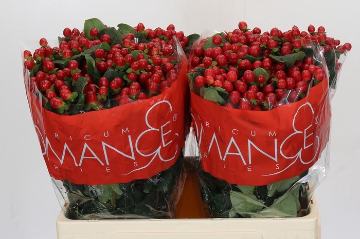 <h4>Hypericum True Romance</h4>