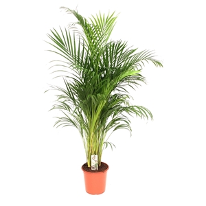 Areca P27 L165