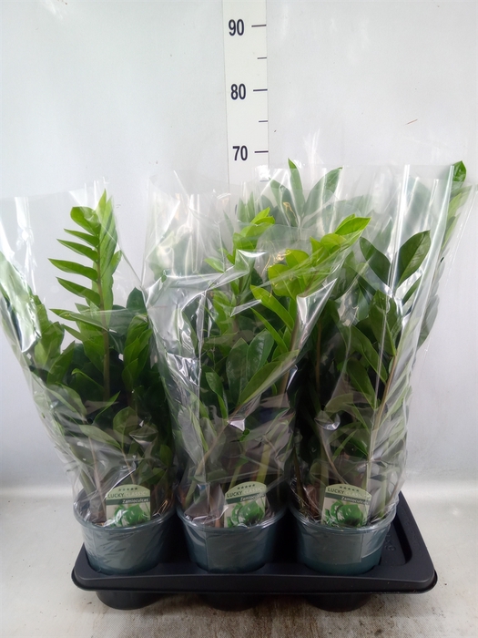 <h4>Zamioculcas zamiifolia</h4>