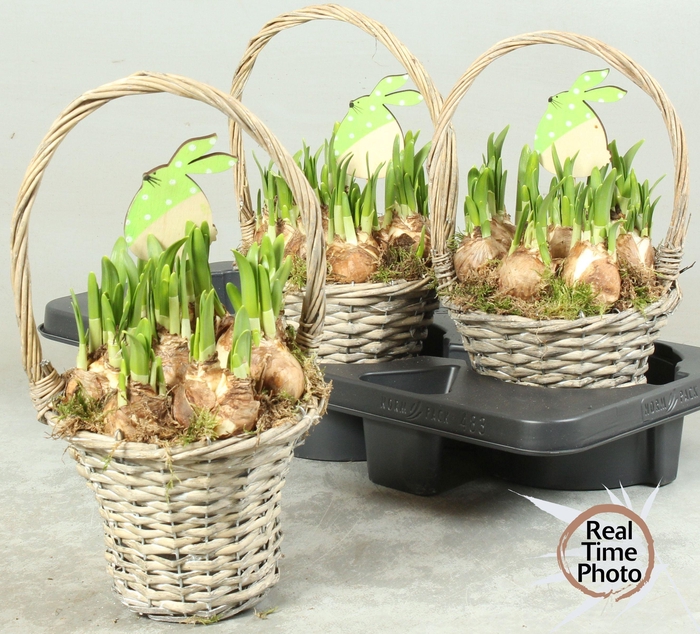 <h4>ARR NARCISSUS</h4>