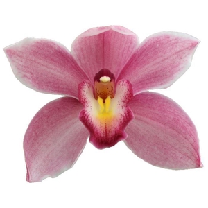 CYMB GR CONSTANCE BRIGGS RUBY ROSE