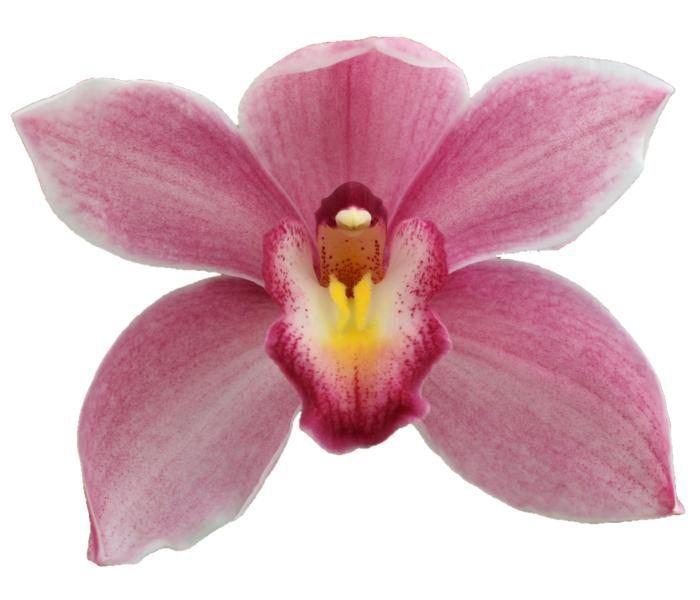 <h4>CYMB GR CONSTANCE BRIGGS RUBY ROSE</h4>