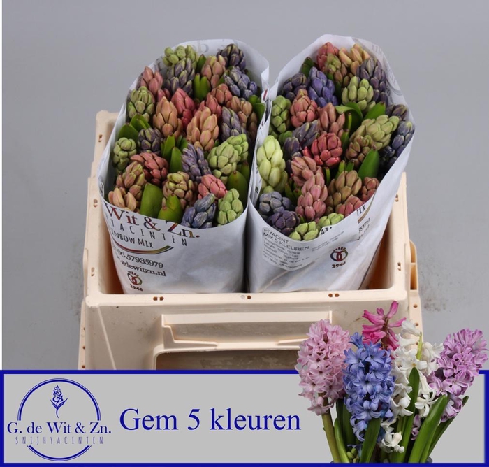 <h4>HYAC GEM 5 KLEUREN</h4>