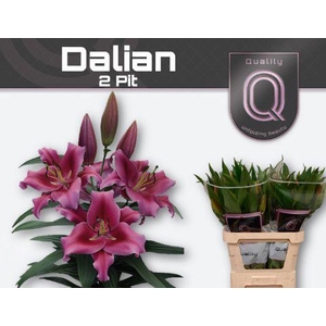 LI OT DALIAN 2PIT