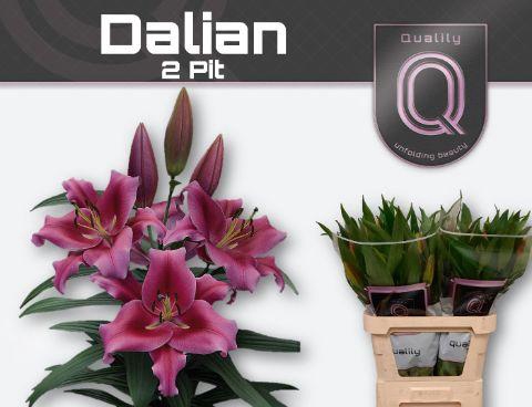 <h4>LI OT DALIAN 2PIT</h4>