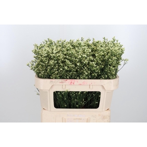 Lim Sin Sen Lemonade