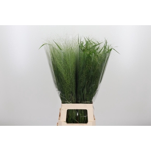 Panicum Fountain