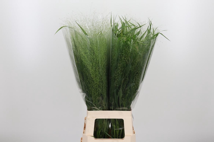 <h4>Panicum Fountain</h4>