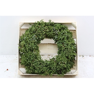 Wr Sierfruit Juniperus 40cm ( Melli)