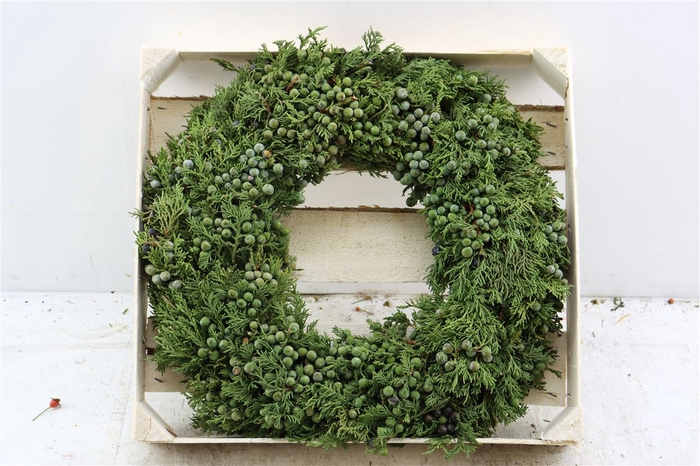 <h4>Wr Sierfruit Juniperus 40cm ( Melli)</h4>