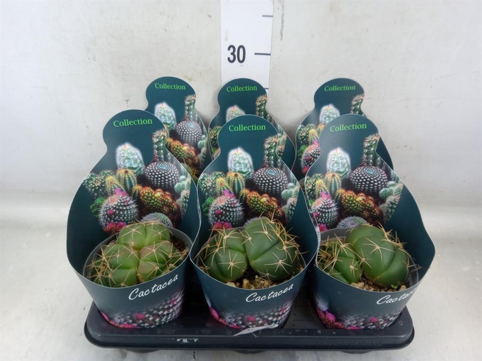 <h4>Cactus   ...</h4>