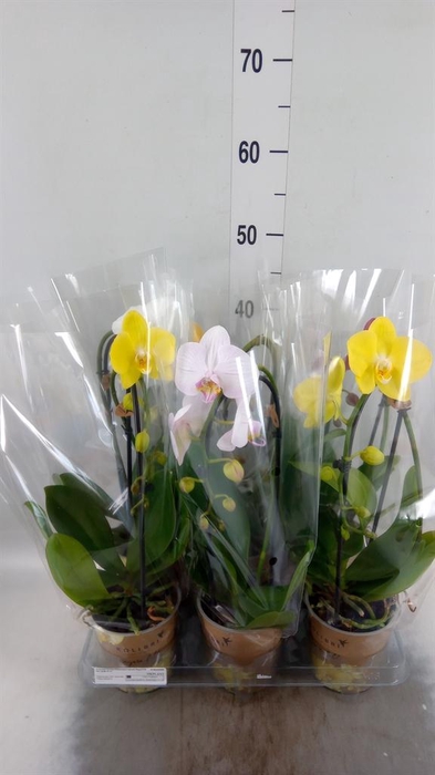 <h4>Phalaenopsis  'Elegant Cascade'</h4>