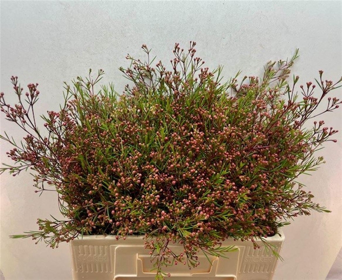 <h4>CHAME UN VEGA BLAD</h4>