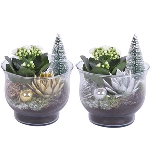 Christmas Arr. Indoor Glass Tulip Vase Ø16cm 2PP