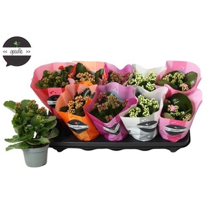 .Kalanchoe blos double rose flowers mix