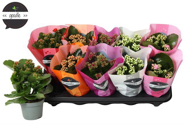 <h4>.Kalanchoe blos double rose flowers mix</h4>