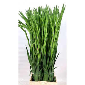 Gladiolus Gr Pink