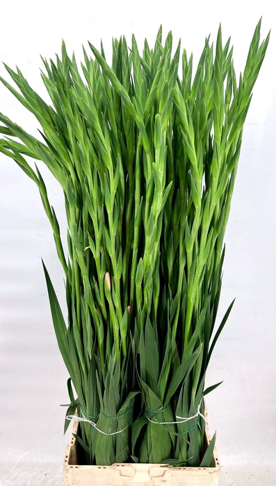 <h4>Gladiolus Gr Pink</h4>