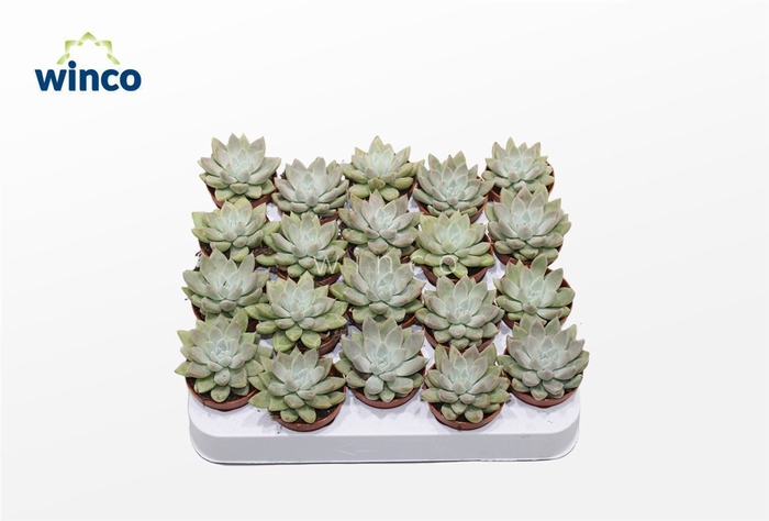 <h4>Echeveria Tolimanensis Hybride (grey)</h4>